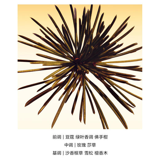 Chloe蔻依深林雪松浓香水150ml 商品图1