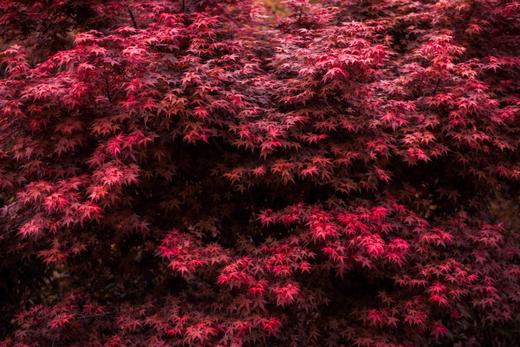 04.08岭南红叶世界、云髻山古镇2天摄影团 商品图0