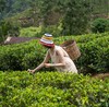 斯里兰卡，人文锡兰，隐匿于自然，循迹巴瓦 8天7晚 商品缩略图2