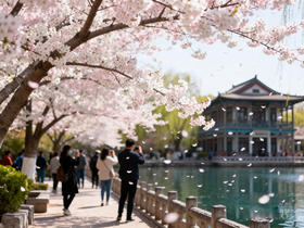 山东·齐鲁春色花海6天——济南五龙潭樱花、青岛樱花+海棠花海、台儿庄古城、菏泽牡丹园一路繁花之旅