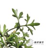 日本花材 | 日本铁线莲Petriei 商品缩略图2
