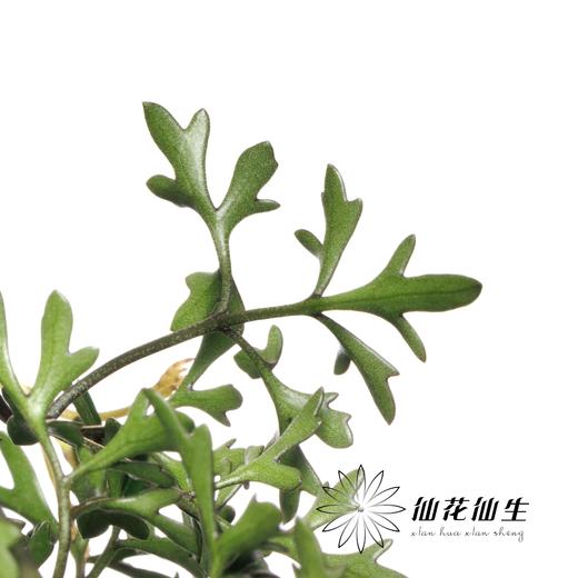 日本花材 | 日本铁线莲Petriei 商品图2