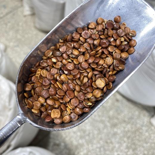 淮枣仁  北枣仁  酸枣仁  理枣仁 商品图4