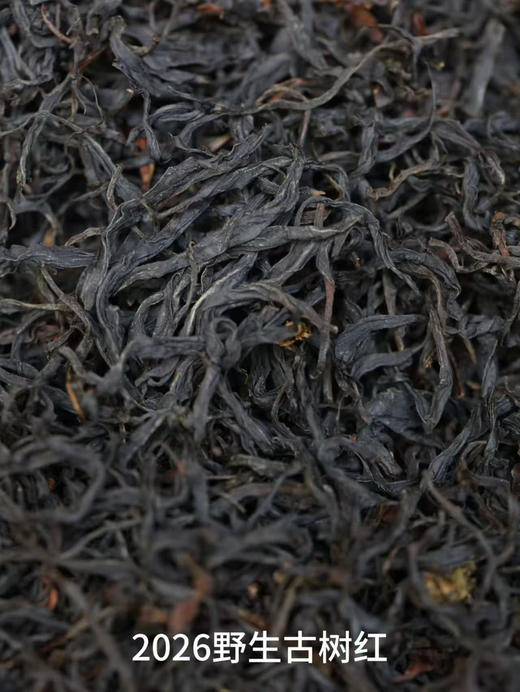 【2026黑美人】300年凤庆古树滇红，你一定要细品一杯！ 商品图7