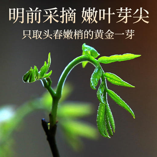 神农金康野生有机青钱柳90g 金钱柳嫩叶 深山老树嫩叶 养生茶 商品图7
