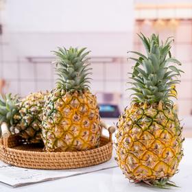 徐闻菠萝 👉🏻5斤大果（单颗700g+，约2-3个）