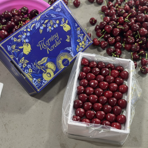 周日取货：【蔚林4J美早樱桃】净重1.2-1.3斤左右/箱，大连产地直飞