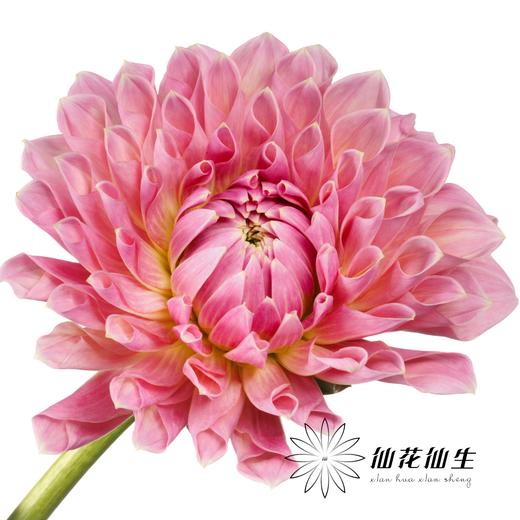 大丽花 | 城堡大道 商品图0