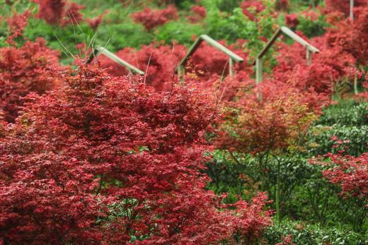 04.08岭南红叶世界、云髻山古镇2天摄影团 商品图4