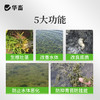 华畜爆根王壮根肥水草生根保草促长改底改善水质长根宝水草生根粉 商品缩略图3