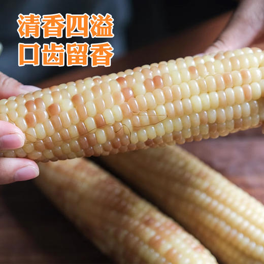 【江苏农垦】响垦臻品丨紫花糯玉米 1.8kg（10根） 商品图3