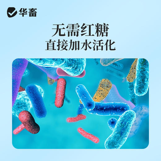 华畜复合芽孢杆菌500g  免红糖复合菌种净水调水 水产专用 商品图4