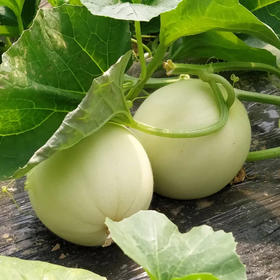 【好物推荐】玉菇甜瓜 4.5斤/8斤 山东发货