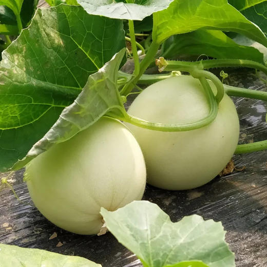 【好物推荐】玉菇甜瓜 4.5斤/8斤 山东发货 商品图0