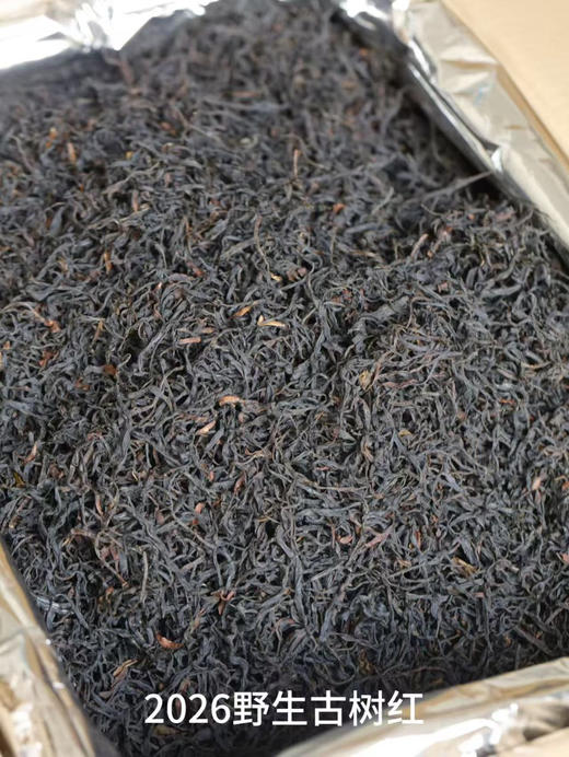 【2026黑美人】300年凤庆古树滇红，你一定要细品一杯！ 商品图8