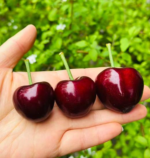 黑珍珠樱桃，你的高贵之选！春日里的小确幸，就是邂逅这一颗颗乌黑发亮的黑珍珠樱桃呀！它们不仅是水果界的颜值担当，更是味觉的极致诱惑～轻轻一咬，哇！满口的鲜甜与醇厚，汁水四溢，简直不要太满足！快来尝鲜吧~ 商品图3