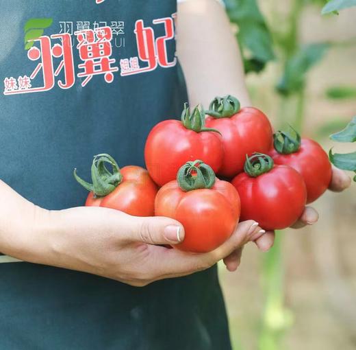 【会员23.5/斤】羽翼妃翠高糖番茄 商品图0