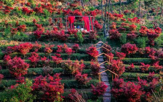 04.08岭南红叶世界、云髻山古镇2天摄影团 商品图1