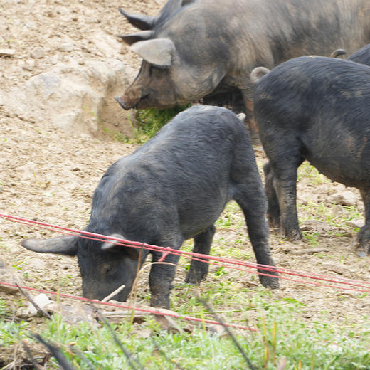 郧阳区罗家山黑土猪肉系列新鲜五花肉/前夹肉/后座肉/排骨/猪蹄 （ 称重退差，多退少补）周六发货，需提前预定 商品图8