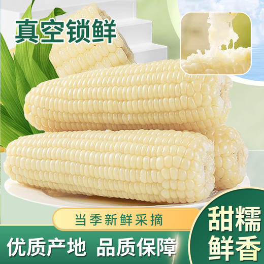 【江苏农垦】响垦臻品丨白甜糯玉米 2kg（10根） 商品图0