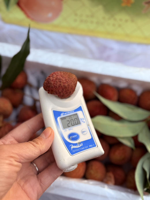 海南空运桂花香荔枝 商品图4