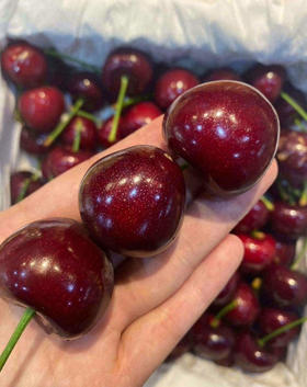 大连美早大樱桃，基地直采
