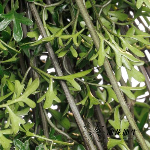 日本花材 | 日本铁线莲Petriei 商品图3