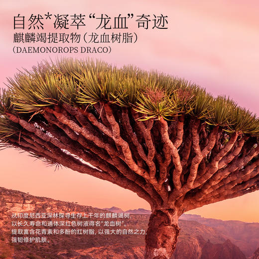 FAN BEAUTY DIAR 麒麟竭菌菇丝发酵修护面膜5片 6938582325164 商品图4