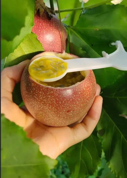 【会员25.5/斤】苮食蜜桃百香果 可以直接喝的百香果 商品图2