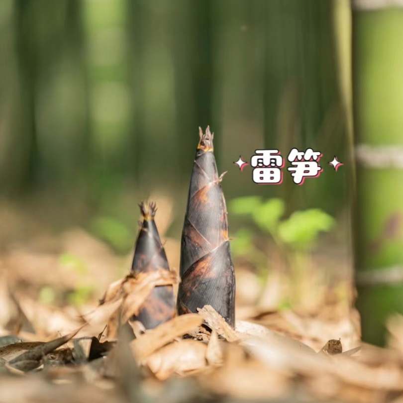 雷竹鲜笋 竹笋 来自笋竹之乡-永安 爽脆鲜嫩 细腻无渣 生吃都无涩味