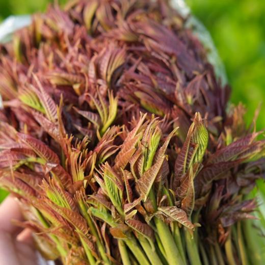 头茬野生红油香椿#鲜嫩美味，新鲜头茬细嫩少渣多汁味甜香气浓郁，尝鲜期15天，来自秦岭大山间的野生美味 商品图0