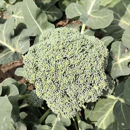 010一箱好菜  菜本味  三餐四季的守护 从菜园到餐桌 大部分带根发货 随吃随取 商品图1