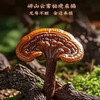 【福东海】灵芝礼盒 300g×2袋 整朵灵芝片可磨灵芝粉泡酒药材礼盒送礼滋补年货 商品缩略图3