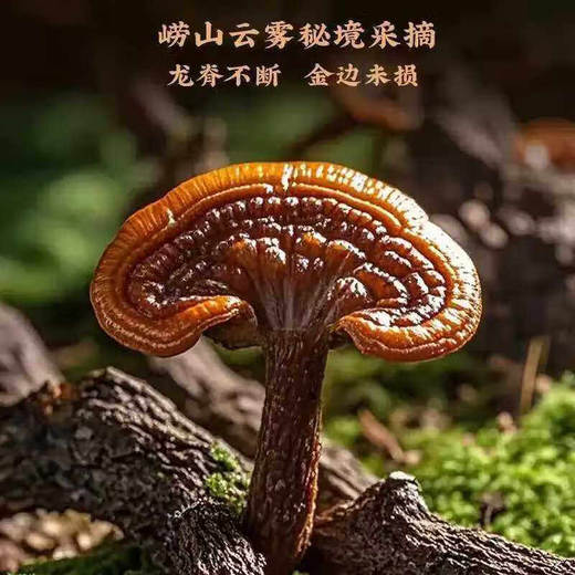 【福东海】灵芝礼盒 300g×2袋 整朵灵芝片可磨灵芝粉泡酒药材礼盒送礼滋补年货 商品图3