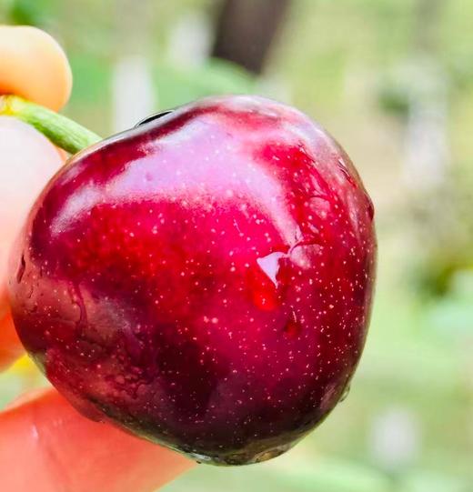 黑珍珠樱桃，你的高贵之选！春日里的小确幸，就是邂逅这一颗颗乌黑发亮的黑珍珠樱桃呀！它们不仅是水果界的颜值担当，更是味觉的极致诱惑～轻轻一咬，哇！满口的鲜甜与醇厚，汁水四溢，简直不要太满足！快来尝鲜吧~ 商品图1