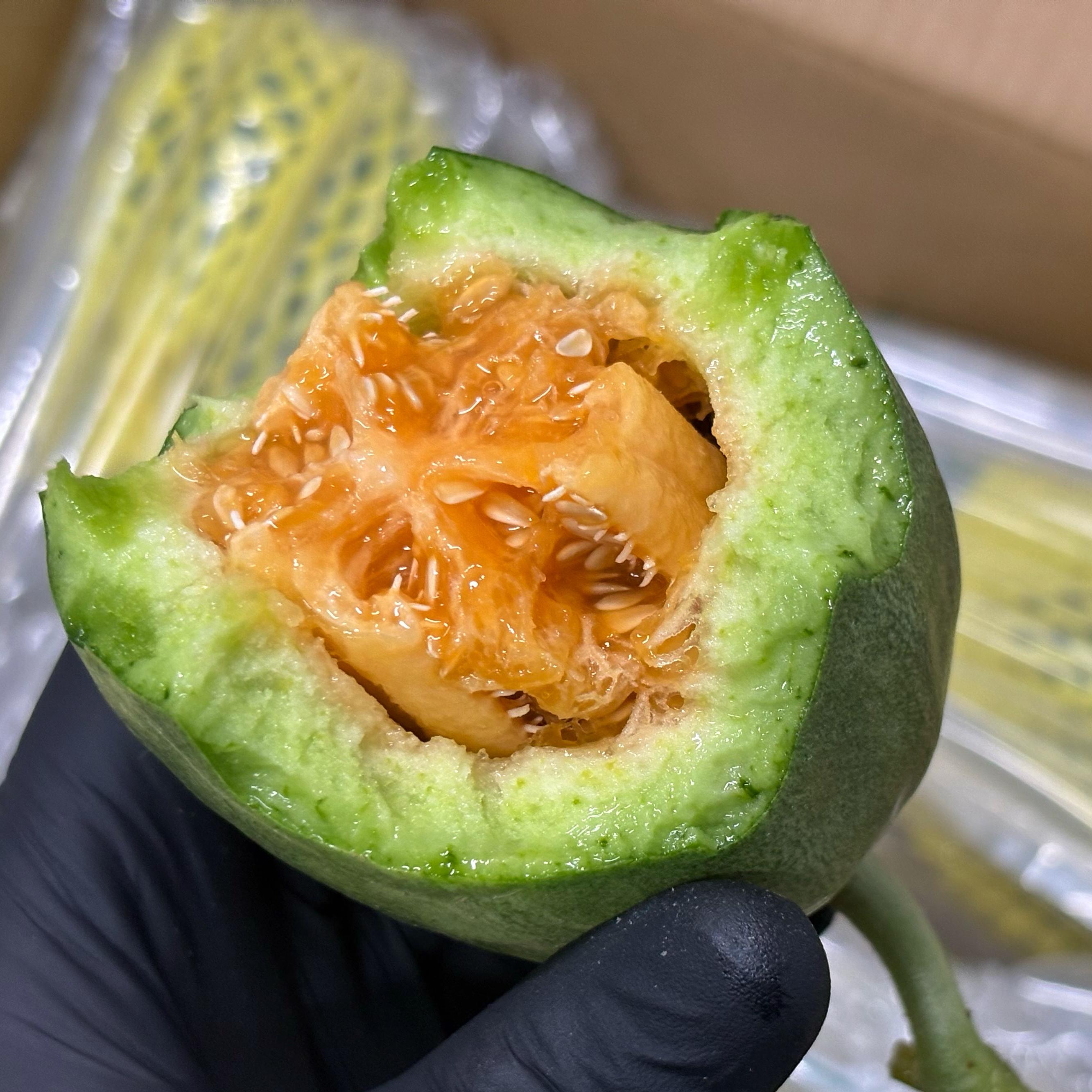 【2026基地直采丨甜墩墩】博洋72蜜瓜，瓜瓤绵柔甜蜜，瓜皮薄脆，果肉酥嫩，解燥又解渴，低热低卡，个小炫着无压力。山东基地直发，江浙沪皖京东快递包邮~