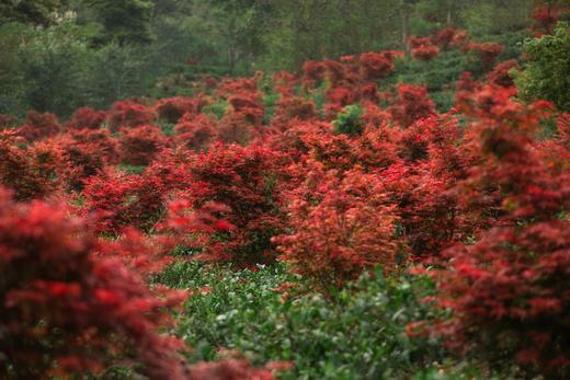 04.08岭南红叶世界、云髻山古镇2天摄影团 商品图3