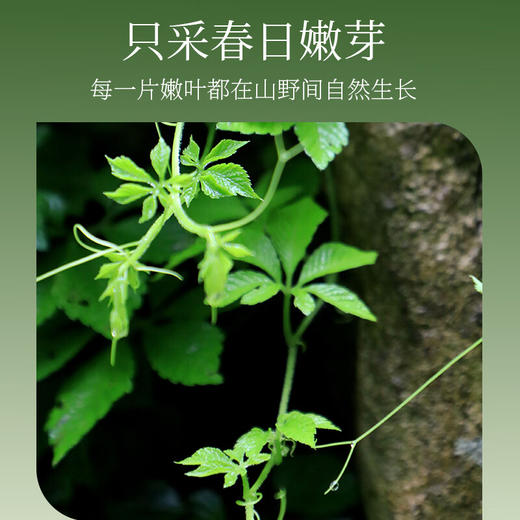 神农金康有机绞股蓝150g深山嫩芽尖高山茶 养生茶 商品图3