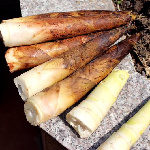 雷竹鲜笋 竹笋 来自笋竹之乡-永安 爽脆鲜嫩 细腻无渣 生吃都无涩味 商品图1