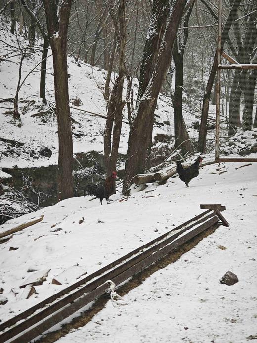 鸡蛋30枚包邮 商品图2