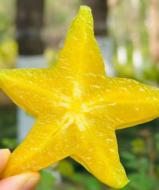 福建漳州蜜麒麟树熟杨桃| 漳州风土，孕育五星甜； 换季干燥缺水身体不适 适合多吃水分充足的水果 每一颗都是树上自然成熟 水分充足，不酸不涩清甜爽口～ 商品图3