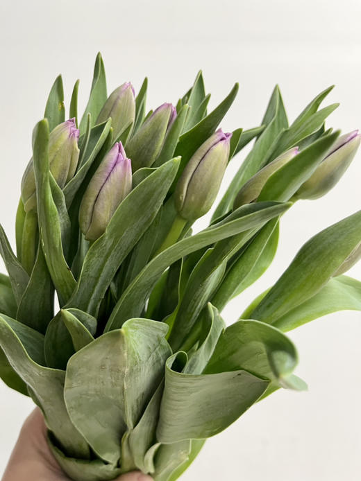 国产郁金香-【紫色】 商品图1