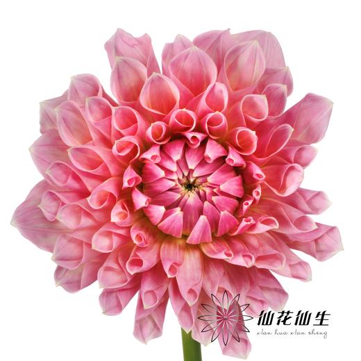 大丽花 | 城堡大道 商品图2