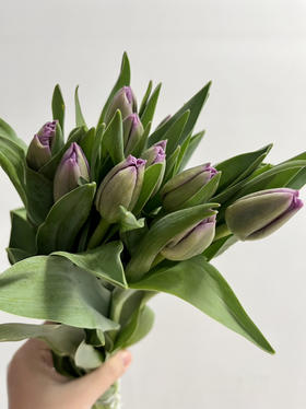 国产郁金香-【紫色】