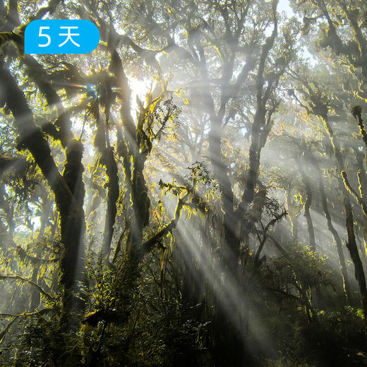 秘境哀牢山｜ 穿越迷雾森林+徒步元阳梯田 23公里轻徒步 5日 商品图1