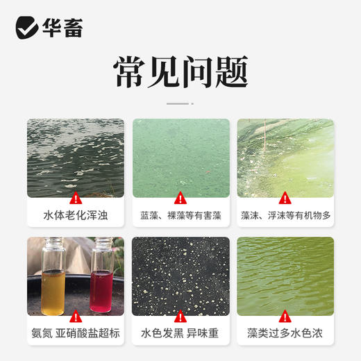 华畜复合芽孢杆菌500g  免红糖复合菌种净水调水 水产专用 商品图1