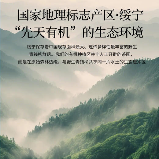 神农金康野生有机青钱柳90g 金钱柳嫩叶 深山老树嫩叶 养生茶 商品图5