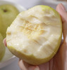 树上熟奶油芭乐（单颗） 商品缩略图0