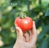 【会员23.5/斤】羽翼妃翠高糖番茄 商品缩略图1