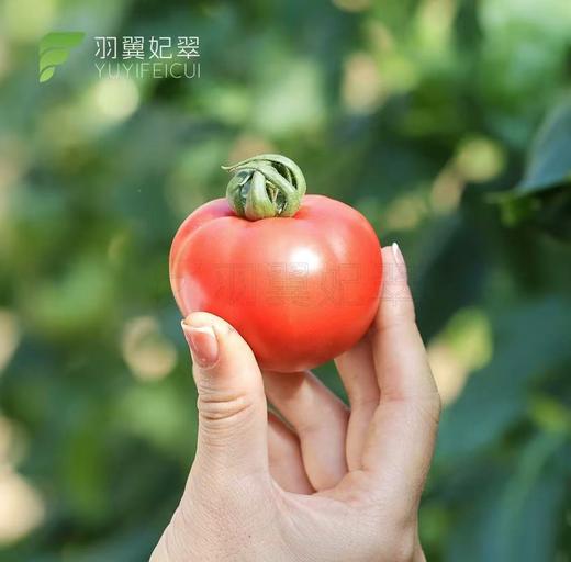 【会员23.5/斤】羽翼妃翠高糖番茄 商品图1